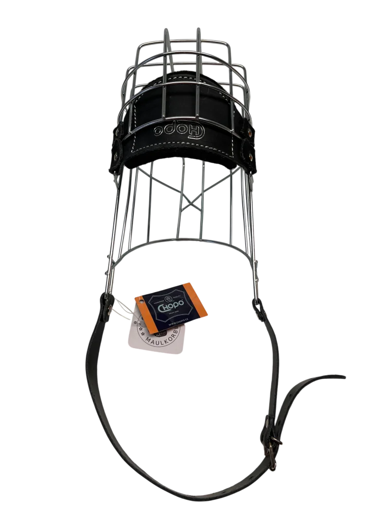 Chopo Neufundländer Rüde