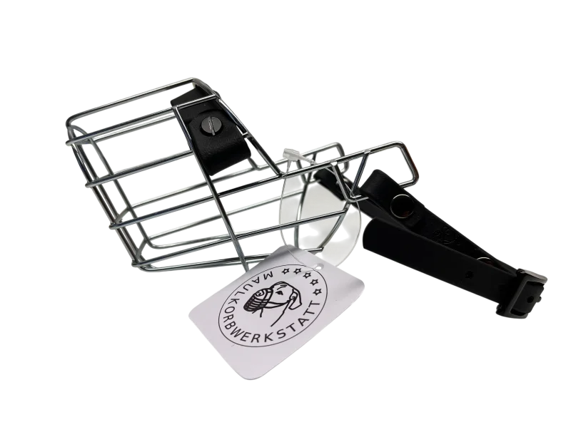 MKW - Chihuahua Rüde