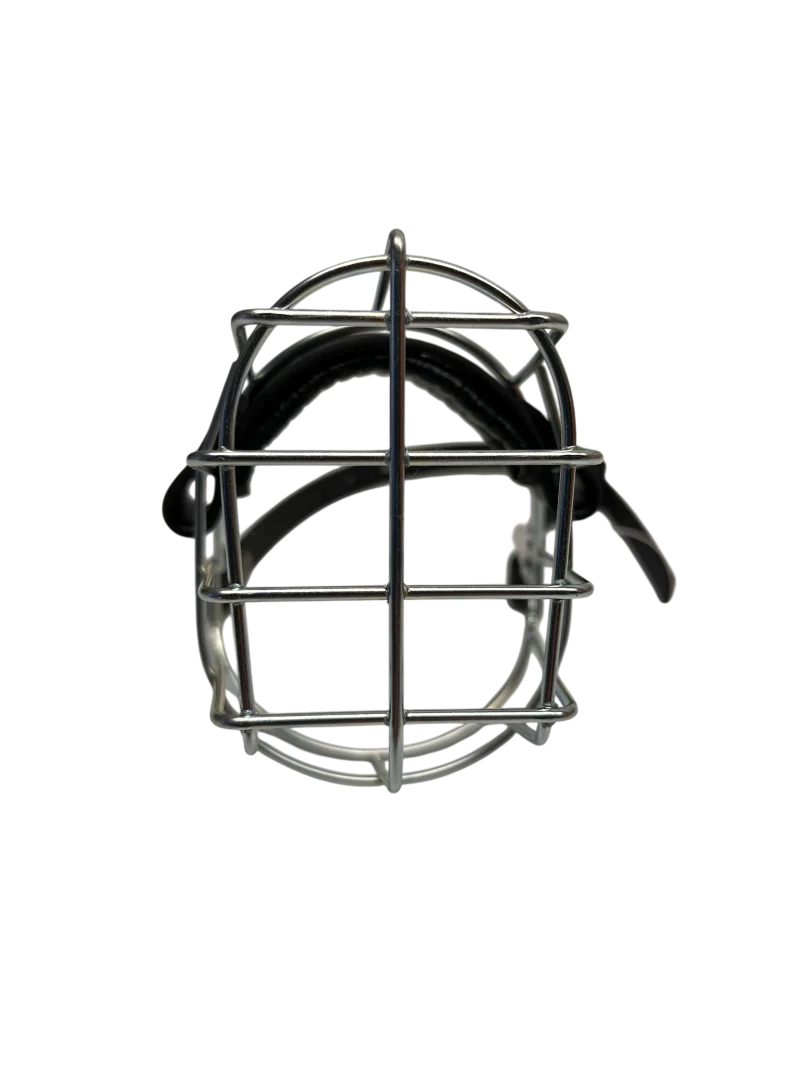 MKW - Chihuahua Rüde