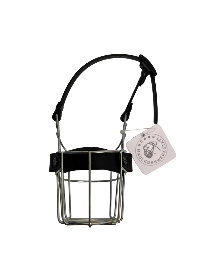 MKW - Chihuahua Rüde