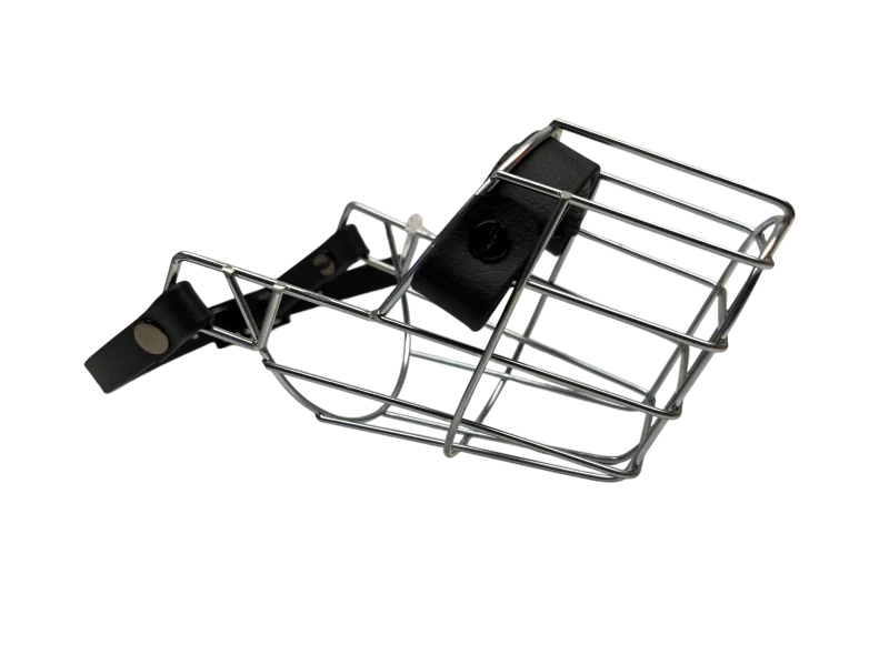 MKW - Chihuahua Rüde